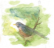 Watercolor painting of robin on a branch  by David Guillemette.